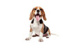 © AkuAku - A joyful and amusing Beagle dog is enjoying itself in a solitary setting without any distractions, on a white background.