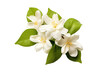 © AkuAku - The jasmine flower is alone on a white background with a clip path, serving as a representation of Mother's Day in Thailand.