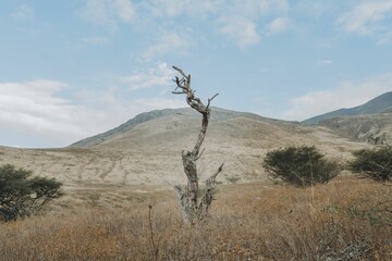 Canvas Print - Solitary barren tree in a mountainous landscape