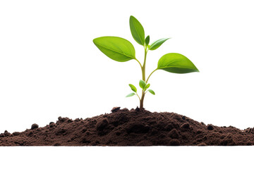 There is a single green sprout emerging from the ground, and it is isolated against a white background.