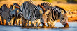 Wild African zebras in the National Park. Wildlife of Africa.
