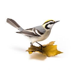 Wall Mural - Golden-winged warbler bird isolated on white. Generative AI