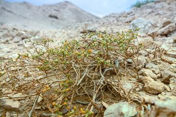 Wall Mural - Qatar bean caper (Tetraena qatarensis) salt tolerant dwarf shrub, succulent plant, halophylic vegetation in dry gravel-argillaceous red desert of the Arabian Peninsula. Mountain creeping phenotype