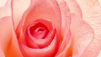 Wall Mural - 4K Softly Pink Rose flower on Rose garden background, Close up shot pink roses flowers valentine concept.