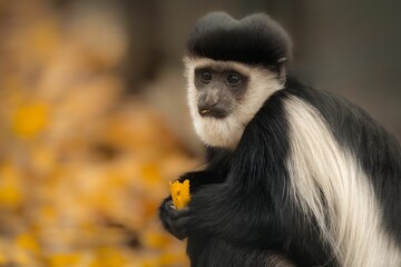 Poster - Closeup shot of a mantled guereza, Colobus guereza.