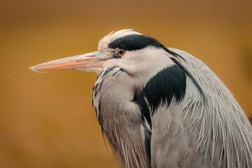 Sticker - Beautiful grey heron isolated on an orange backdrop. Ardea cinerea.