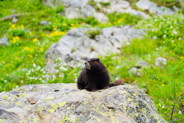 American Beaver in Grand Teton National Park, Wyoming, USA	