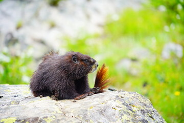 American Beaver in Grand Teton National Park, Wyoming, USA	