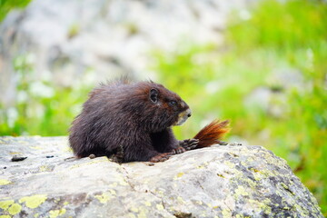 American Beaver in Grand Teton National Park, Wyoming, USA	