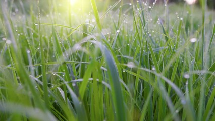 Aufkleber - Fresh green grass with waterdrops early at sunrise. Morning water dew drops on vibrant green grass. Camera moves between wet blades of green grass in meadow. Steadicam shot