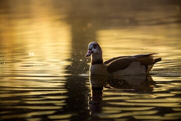 Poster - Egyptian goose (Alopochen aegyptiaca) peacefully floating in a lake