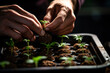 sprouting marijuana sprouts, small cannabis plant generative ai