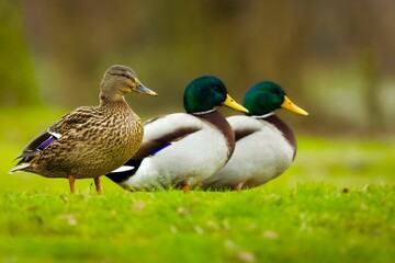 Sticker - Idyllic scene of Mallard (Anas platyrhynchos)  standing in a lush, grassy meadow