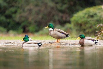 Canvas Print - Mallard (Anas platyrhynchos) ducks in a pond surrounded by lush foliage