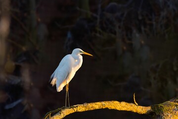 Sticker - White eastern great egret (Ardea alba modesta) perched on a branch of a moss-covered tree