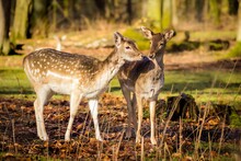Closeup Of Two White-tailed Deer Standing In A Vibrant Green Meadow