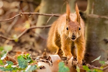 Poster - Closeup of a squirrel stands in the lush grass in a forest