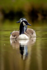 Vertical closeup of two geese swimming in a tranquil lake