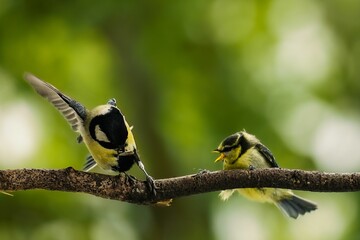 Poster - Two blue tit birds perched on a tree branch on the blurry background of green foliage