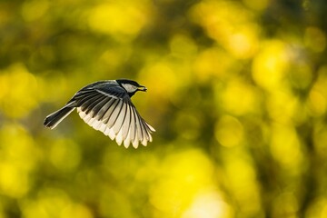 a closeup of a Great tit bird in its natural habitat