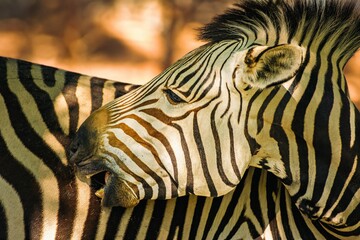 Canvas Print - Close-up shot of two zebras standing side by side in their natural habitat.