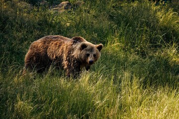 Wall Mural - Closeup of a majestic grizzly bear standing in a lush green on a sunny day with a blurry background