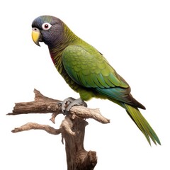 Wall Mural - Dusky-headed parakeet bird isolated on white. Generative AI