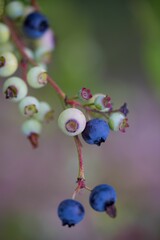 Poster - Closeup shot of blueberries growing on the branches of a tree.