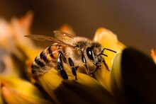 A Honeybee Landing On Yellow Flower