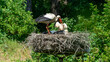 stork feeding it's offspring in a nest