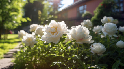 Wall Mural - bushes of white peonies in the garden, generative AI
