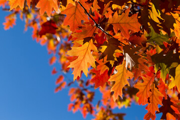 Canvas Print - Autumn leaves. Colorful foliage in the park. Fall season concept. maple leaves with blurry blue background.