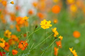 Sticker - Shot of a beautiful Longhorn Bee perched atop a vibrant Cosmos wildflower, with a blurred background