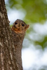 Wall Mural - Closeup shot of An adorable small squirrel perched atop a tree branch