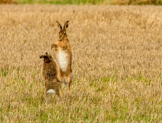 Brown march hares playing in a field