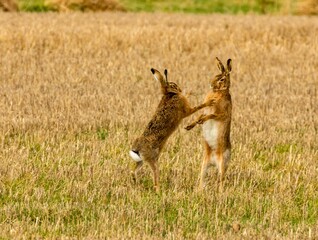 Brown march hares playing in a field