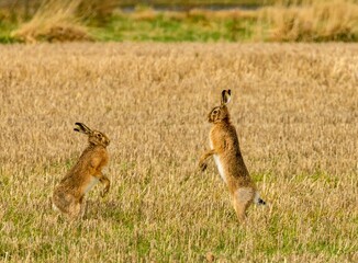 Brown march hares playing in a field