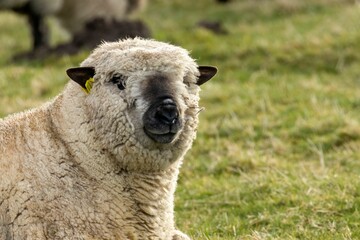 Canvas Print - Shropshire sheep in the field