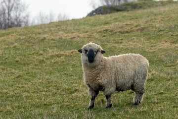 Canvas Print - Shropshire sheep in the field