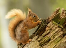 Red Squirrel Sits Atop The Trunk Of A Tall Deciduous Tree, Holding A Cluster Of Nuts In Its Hands