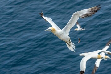 Canvas Print - Elegant northern gannet gracefully soars through the air