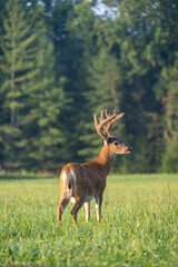 Canvas Print - Whitetailed deer buck in velvet