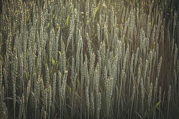 Canvas Print - grasses that are brown and green and are in a field