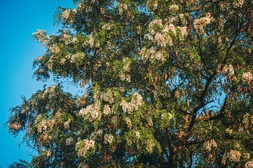 Poster - a view of a tree with white flowers and blue sky