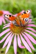 Butterfly pollinates a flower in a summer.