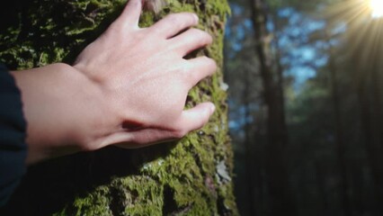 Canvas Print - Closeup of a hand touching a mossy green tree trunk with sunset rays in the forest