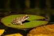 Frog sits on a green leaf of a water lily.