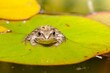 Reptile frog in the wild sits on a green leaf of a water lily.
