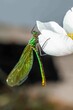 Green dragonfly with big eyes sits on a white flower.