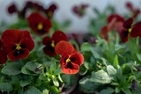 two pots with small red pansies on a patio next to a blue sky